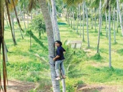 Neha Chandramahan Palekar climbs a coconut tree | साहसी 'नेहा'ने मोडली पुरुषांची मक्तेदारी, उंचच उंच माडावर चढून काढते नारळ