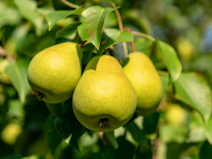 Three princes learned three rules from a pear tree, what? Read this story! | नासपतीच्या झाडाकडून तीन राजपूत्रांनी शिकले तीन नियम, कोणते? ही कथा वाचा!