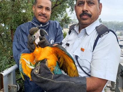 Nashik: 'Macaw' stuck on branch rescued after 12 hours; The nylon mat was sitting on the noose | Nashik: फांदीवर अडकलेल्या ‘मकाऊ’ची बारा तासाने सुटका; नायलॉन मांजाचा बसला होता फास