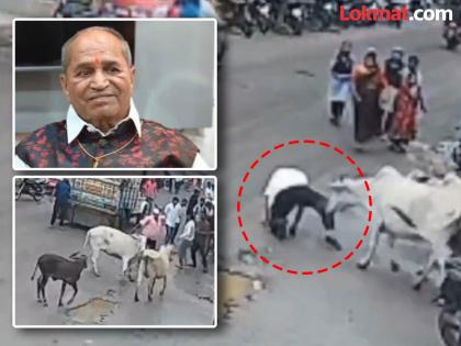 Terror of stray cattle in Nashik district An elderly man was attacked on the road man died | शिंगाने आपटलं, पायाखाली तुडवलं अन्... मोकाट गायींचा माजी सरकारी कर्मचाऱ्यांवर हल्ला, एकाचा मृत्यू, दुसरा गंभीर जखमी