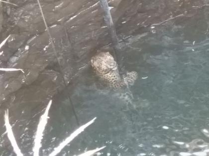 leopard falls into well in nashik | तळवाडे येथे विहिरीत अडकलेल्या बिबट्याला जीवदान