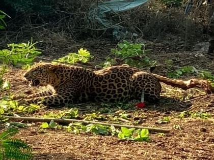 leopard found in nashik chadhegaon | Video - नाशिकमध्ये द्राक्षाच्या मळ्यात बिबट्या फसला जाळ्यात