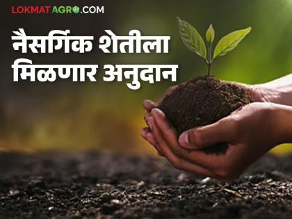 latest news Natural Farming: A big boost to natural farming; Government will provide subsidy | Natural Farming : नैसर्गिक शेतीला मोठी चालना; सरकार देणार अनुदान वाचा सविस्तर latest news Natural Farming: A big boost to natural farming; Government will provide subsidy | Natural Farming : नैसर्गिक शेतीला मोठी चालना; सरकार देणार अनुदान वाचा सविस्तर
