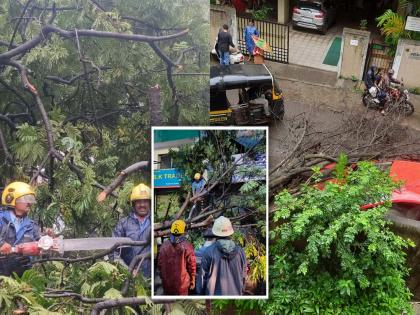 Pune Rain More than 24 tree falls in 24 hours in Pune Hit by a gust of wind | Pune Rain: पुण्यात २४ तासांत २४ पेक्षा अधिक झाडपडी; सोसाट्याचा वारा सुटल्याचा फटका