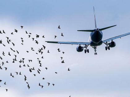 Possibility of bird strikes on planes, stop open slaughter of animals; DGCA orders Navi Mumbai Airport Company | विमानांना पक्षी धडकण्याची शक्यता, उघड्यावरील प्राण्यांची कत्तल थांबवा; नवी मुंबई विमानतळ कंपनीला ‘डीजीसीए’चे आदेश Possibility of bird strikes on planes, stop open slaughter of animals; DGCA orders Navi Mumbai Airport Company | विमानांना पक्षी धडकण्याची शक्यता, उघड्यावरील प्राण्यांची कत्तल थांबवा; नवी मुंबई विमानतळ कंपनीला ‘डीजीसीए’चे आदेश