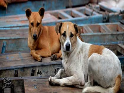 Navi Mumbai Crime News man who killed the youth was found because of the stray dog | भटक्या श्वानामुळे पोलिसांनी केला हत्येचा उलघडा; नवी मुंबईतून आरोपीला अटक