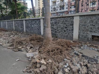 danger to trees reached during footpath work kind of like on palm beach road | पदपथाचे काम करताना पोहचला झाडांना धोका; पाम बीच मार्गावरील प्रकार