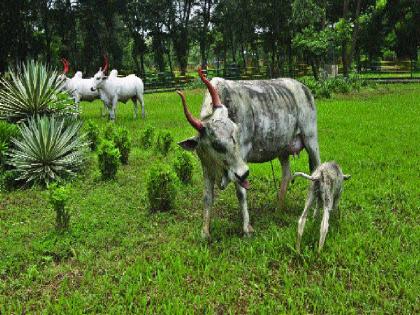 Disruption of cyber city gardens, disadvantages of infants with small children | सायबर सिटीतील उद्यानांची दुरवस्था, लहान मुलांसह आबालवृद्धांची गैरसोय