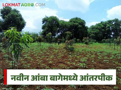 Latest news navin amba lagvad You can grow intercrops in a new mango orchard to generate income and keep the soil fertile | Navin Amba Lagvad : पहिल्यांदा आंबा बाग लावताय, डब्बल उत्पन्नासाठी ही आंतरपीके लागवड करा! Latest news navin amba lagvad You can grow intercrops in a new mango orchard to generate income and keep the soil fertile | Navin Amba Lagvad : पहिल्यांदा आंबा बाग लावताय, डब्बल उत्पन्नासाठी ही आंतरपीके लागवड करा!