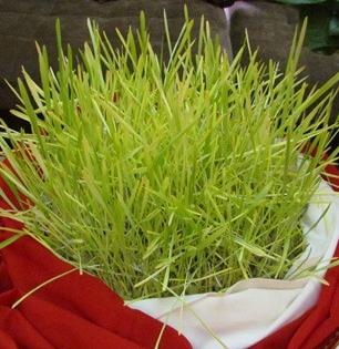 घटातील रुजवणाचे काय करायचे? केस आणि त्वचेसाठी अमृतासमान - अंकुरलेल्या रोपांमध्ये लपले आहे ब्यूटी सिक्रेट...