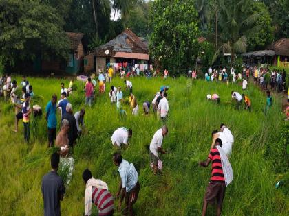 The collective rice harvesting of new 'Navaya' in Ottawane has started | Sindhudurg: आगळ्यावेगळ्या 'नव्या'चा ओटवणेत पारंपरिक पद्धतीने शुभारंभ, सुमारे साडेचारशे वर्षांची परंपरा 