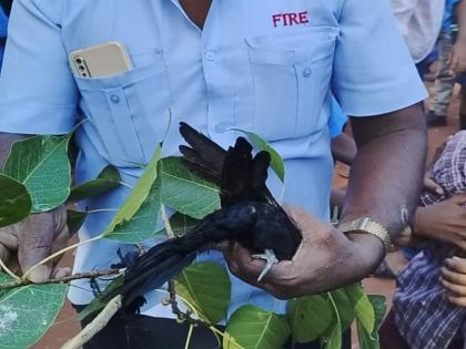 Firefighters rushed to save the life of the cuckoo in solapur | कोकिळेचे प्राण वाचविण्यासाठी धावले अग्निशामक दलाचे जवान; मांजातून केली सुटका!