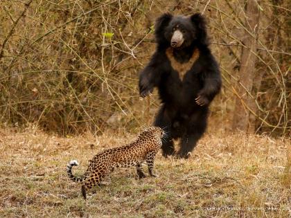 Leopard and bear standing face to face at tadoba tiger reserve, photo viral on 'social media' | ताडोबात बिबट व अस्वलाच्या मैत्रीची चर्चा, छायाचित्र ‘सोशल मीडिया’वर व्हायरल