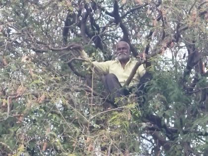 Satyagraha by a NCP activist sitting on a tamarind tree in Lohara; Sharad Pawar should remain as President | Video:'शरद पवार हेच अध्यक्षपदी राहावेत'; राष्ट्रवादीच्या कार्यकर्त्याचा झाडावर बसून सत्याग्रह