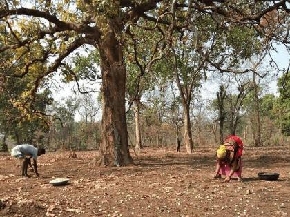 Mahua flower collection begins in Gadchiroli, fear of tigers and leopards and bears | सावधान... नाहीतर फुलांच्या ‘माेहा’त हिंस्त्र घेतील जीव!