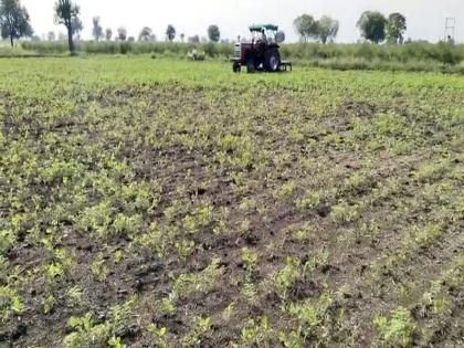 Inflammability of damage increased, focus on breaking crops in buldhana | नुकसानाची दाहकता वाढली, गावोगावी पीक मोडण्यावर भर