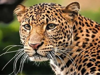 Leopard attack on goats tethered in yard; 2 goats killed | अंगणात बांधलेल्या शेळ्यांवर बिबट्याचा हल्ला; २ शेळ्या ठार