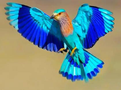 Unique election of Vidarbha: Indian Roller is Vardha's City bird | विदर्भातील अनोखी निवडणूक : नीलपंख झाला वर्धानगरीचा शहरपक्षी