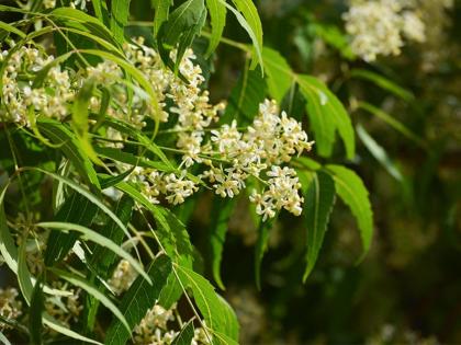 Ayurveda Dr told health benefits of neem leaves and flowers to treat skin and stomach | गॅस, अ‍ॅसिडिटी, पोटदुखी यावर बेस्ट उपाय आहे कडुलिंबाची फुलं, रक्तही होईल साफ; आयुर्वेद Dr. ने सांगितली पद्धत