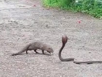 The thrill of a snake-mongoose fight near a school in Vyala; Video goes viral on social media | Video: व्याळा येथील शाळेनजीक साप-मुंगासाच्या लढाईचा थरार; सोशल मिडियावर व्हिडिओ व्हायरल