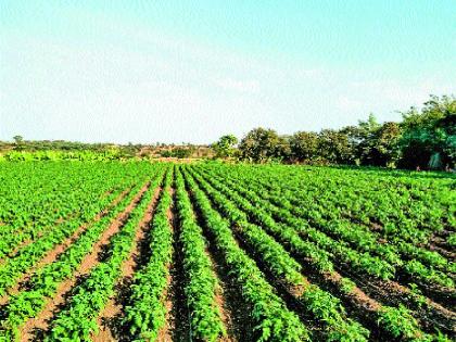  The climate of potato, the climate of potato, the nutritious atmosphere | हवामान बदलूनही पीक जोमात, बटाट्याला पोषक वातावरण