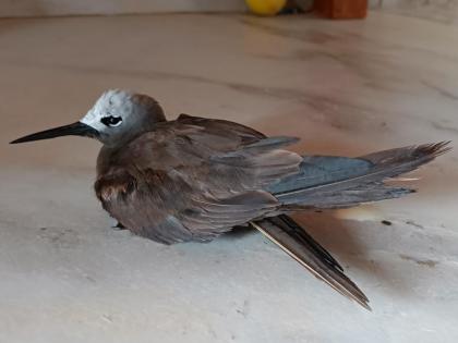 Lesser Nodd a rare sea bird found in the Maldives dies in Nerul | नेरूळमध्ये मालदिवमध्ये आढळणाऱ्या दुर्मिळ सागरी पक्षी लेसर नॉडीचा मृत्यू