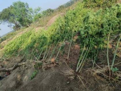 Cannabis plants planted in fields A case was registered against one, cannabis worth 67 thousand was seized | शेतात लावली गांजाची झाडे; एकाविरुध्द गुन्हा दाखल, ६७ हजारांचा गांजा जप्त