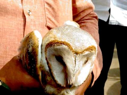  The injured owl is alive in Paithan | जखमी घुबडाला पैठणमध्ये जीवदान