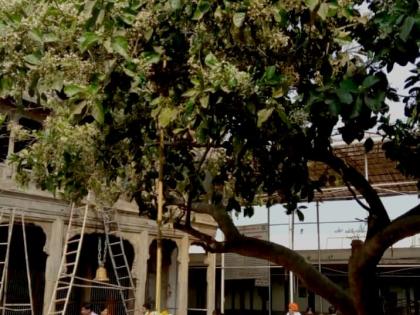  The 'Ajan' tree in Nath Mandir has been completed after 10 years | नाथ मंदिरातील ‘अजान’ वृक्ष तब्बल १० वर्षांनंतर ‘फुल’ला