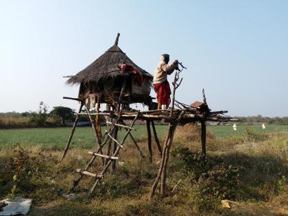 New idea for protecting crops from wildlife in Nagpur district | नागपूर जिल्ह्यात वन्यप्राण्यांपासून पिकांच्या संरक्षणासाठी ‘डोक्यालिटी’