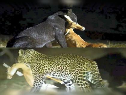 Black leopard run away as another leopard approaches while hunting; thrilling video of hunters on night safari goes viral | शिकार केली एकाने, डल्ला मारला दुसऱ्याने; रात्रीच्या शिकारीचा थरार सोशल मीडियावर व्हायरल