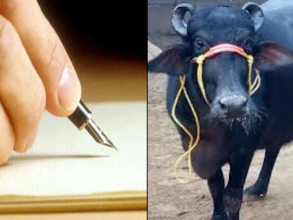 Madhya Pradesh cops leave letter goes viral, He needs leave to serve his buffalo | दूध का कर्ज! म्हशीच्या दुधाचे उपकार फेडण्यासाठी कॉन्स्टेबलने मागितली सुट्टी, अर्ज सोशल मीडियात व्हायरल....