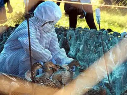 here are five things to keep in mind to protect yourself from bird flu | 'बर्ड फ्लू'पासून स्वत:ला सुरक्षित ठेवण्यासाठी या पाच गोष्टी टाळा!