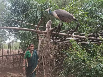 unique friendship between old women and peacock watch video | आंदर मावळातील लालवाडीच्या आजी व मोराच्या अनोख्या मैत्रीची सर्वत्र चर्चा, एकदा हा जबरदस्त Video पाहाच... 