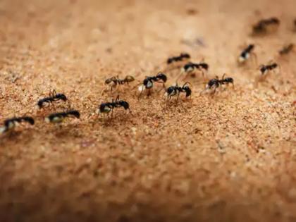 If a large number of ants enter the house, should it be considered auspicious or ominous? | घरात मोठ्या संख्येने मुंग्यांचा शिरकाव झाला तर ते शुभ मानले पाहिजे की अशुभ?