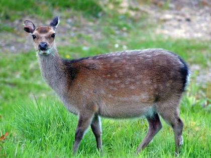 Just as a miracle happened in a moment in the case of a deer, it can happen in your case too! | हरीणीच्या बाबतीत एका क्षणात जसा चमत्कार घडला, तसा तुमच्याही बाबतीत घडू शकेल!