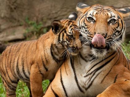 The lesson learned from the tiger calf may be useful to you too! | वाघाच्या बछड्याला मिळालेला धडा कदाचित आपल्यालाही उपयोगी पडू शकतो!