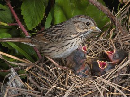 See how sparrow prophecy came true even though he could not see the future! | भविष्य पाहता येत नसूनही चिमणीचे भाकीत कसे खरे ठरले पाहा!