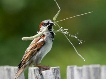 The little sparrow taught a big lesson to all of us! | छोट्याशा चिमणीने माळी दादाला, नव्हे आपल्या सर्वांना शिकवला मोठ्ठा धडा!