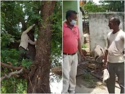 corona vaccination Husband Climbs Tree With Wifes Aadhar Card To Stop Her From Getting The Jab | लस घेण्यासाठी पत्नी पोहोचली केंद्रावर; भीतीपोटी नवरोबा आधार कार्ड घेऊन थेट चढले झाडावर