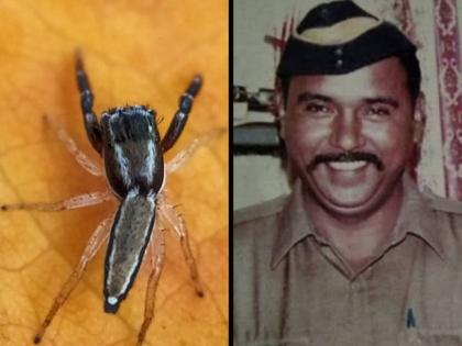 New spider species Icius Tukarami named after 26/11 braveheart cop Tukaram Omble | अनोखा सॅल्यूट! नव्यानं शोध लागलेल्या कोळीच्या प्रजातीला २६/११ हल्ल्यातील शहीद तुकाराम ओंबळेंचं नाव