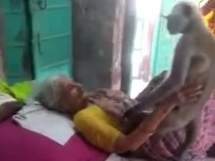 monkey came to the house of the elderly woman hugged her video goes viral | VIDEO: वृद्ध महिलेच्या भेटीला आलं माकड; गळाभेट घेतली, डोक्यावरून मायेनं हात फिरवून निघून गेलं