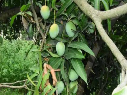 Unique Tree In Saharanpur It Grows 121 Varieties Of Mangoes | ऐकावं ते नवलच! एकाच झाड्याला येतात १२१ प्रकारचे आंबे; पाहणाऱ्यांना आश्चर्याचा धक्का