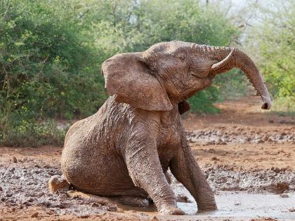 ... and the muddy elephant came out safe! | ...आणि चिखलात रुतलेला हत्ती सुखरूप बाहेर आला!