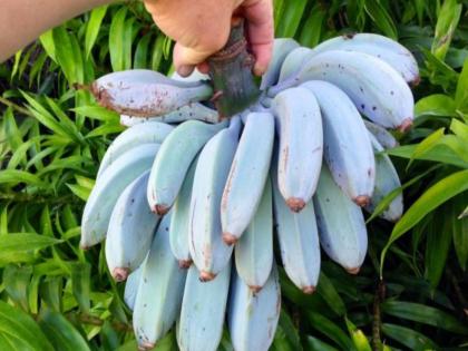 Karnataka farmer grows ice cream bananas | काय सांगता? कर्नाटकमध्ये पिकताहेत आईस्क्रीम केळी; निळ्या केळ्यांची सर्वत्र चर्चा