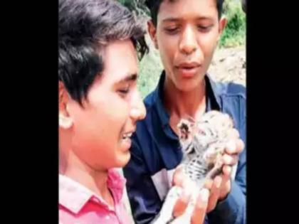 Ajmer Village Children Brought The Panther Cubs As A Newborn Cat | मांजर समजून लहान मुलं बिबट्याच्या बछड्यांसोबत खेळली, त्यांना घरी घेऊन आली, अन् मग...