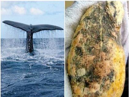 What Makes Whale excreta So Expensive That 1 Kg Of It Can Cost 1 Crore Plus | समुद्रातलं तरंगतं सोनं! व्हेल माशाच्या शरीरातून बाहेर पडणाऱ्या अंबरग्रीसची किंमत पाहून चक्रावून जाल