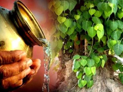 Shravan Vrat 2021: Find out why the Pimpal tree worship is beneficial on the Shravan Saturday! | Shravan Vrat 2021: संपत शनिवारी पिंपळाच्या झाडाची पूजा लाभदायक का ठरते, ते जाणून घ्या!