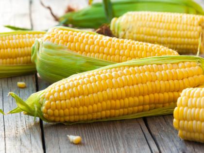 How American sweetcorn came to India | अमेरिकन स्वीटकॉर्न भारतात कसा आला?; जाणून घ्या रंजक गोष्ट