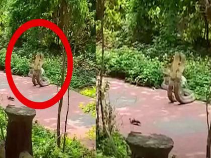 Two King Cobras fight for territory at Gandahati waterfall | ...जेव्हा वर्चस्वासाठी १८ फुटांचे दोन किंग कोब्रा भिडतात; थरारक VIDEO व्हायरल